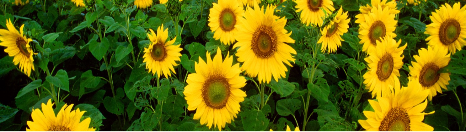 sunflowers